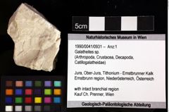 Foto (Objket + Etiketten) von Galatheites sp. 